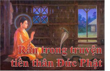 ran-trong-truyen-phat-giao